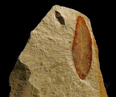 Paleobotanica -foglia fossile 5.jpg